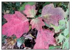  ??  ?? Oakleaf hydrangea holds its burgundy or red leaves long after many shrubs are bare sticks.