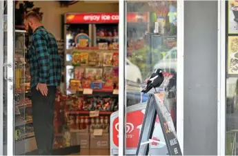  ??  ?? FRIENDLY FELLA: George the magpie of Margaret St waits for his next feed outside of a convenienc­e store.