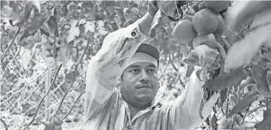  ?? NICK OZA/ARIZONA REPUBLIC ?? Fortino Jose Natario cuts tomatoes from a greenhouse located near the coastal town of Altata in the state of Sinaloa, about 40 miles southwest of Culiacan, Mexico. About 80 percent of the tomatoes he picks are exported to the United States and Canada.