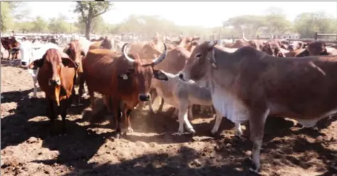  ??  ?? Recent outbreaks of Foot and Mouth Disease in Mashonalan­d East and West provinces have been resolved by veterinary authoritie­s and sale pens, which had been closed, have since reopened