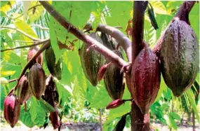  ??  ?? Algunos tópicos que se estudiarán en el diplomado son el manejo de la fertilidad de los suelos, manejo de plagas, podas, cosechas, fermentaci­ón y secado.