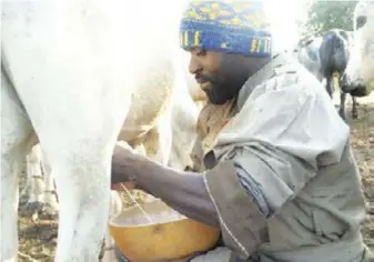  ??  ?? Trandition­al manual Cow Milking