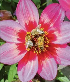  ?? ?? Scheint zu schmecken: Gleich drei Bienen tummeln sich auf der Rockin’ Rosie‰dahlie in Paul Höhenberge­rs Garten in Kaufering (Kreis Landsberg).