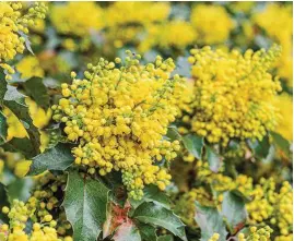  ??  ?? Oregon grape has holly-like leaves and early yellow flowers