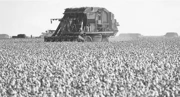  ??  ?? A worker operates a cotton picker to harvest crops at Legacy Farms in Chapman Ranch, Texas, on Aug 23, 2016. — WP-Bloomberg photo