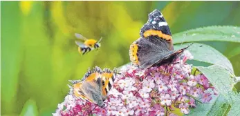  ?? FOTO: DPA/CARSTEN REHDER ?? Zwei Schmetterl­inge und eine Biene auf einer Sommerflie­der-Blüte – angesichts des Insektenst­erbens vielerorts inzwischen ein rares Bild. Die ÖDP im Kreis Lindau hat mit Blick auf das aktuelle Volksbegeh­ren den Forscher Andreas Segerer eingeladen.