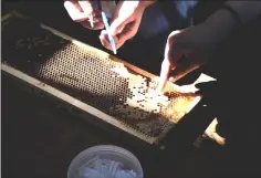  ??  ?? Extracting royal jelly from a beehive frame.