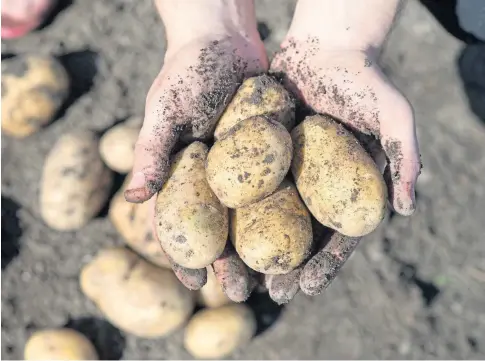  ??  ?? DIG DEEP: Potato producers need to put aside their aversion to paying tax and consider the industry’s future.