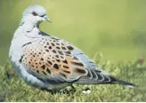  ??  ?? A turtle dove