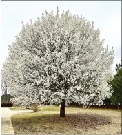  ?? KELLY OTEN — NORTH CAROLINA STATE UNIVERSITY VIA AP ?? The Callery pear tree’s aesthetica­lly pleasing, upwardfaci­ng branch structure meant limbs would rip and fly off during storms, threatenin­g to injure people and damage cars and homes.