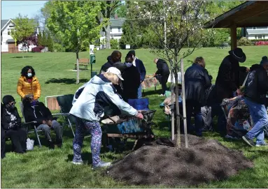  ?? PHOTOS BY SHEENA HOLLAND DOLAN — THE NEWS-HERALD ?? Attendees help cover Lillie Wilson’s memorial tree with extra soil. The young dogwood tree was chosen because it will blossom every spring in her honor, and was planted in Lathrop Park near to where Wilson’s classroom once was before Lathrop Elementary was demolished.