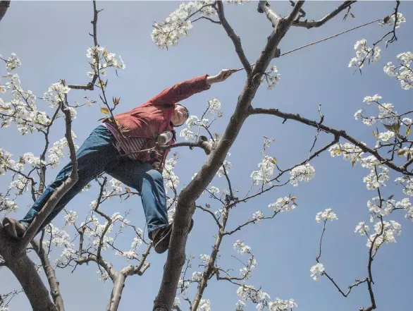  ?? KEVIN FRAYER/ GETTY IMAGES/ FILES ?? A Chinese farmer pollinates a pear tree by hand in Sichuan province last March. Heavy pesticide use on fruit trees in the area caused a severe decline in wild bee population­s, and trees are now pollinated by hand in order to produce better fruit.