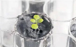  ?? REUTERS ?? The plant species Arabidopsi­s thaliana is seen at a University of Florida laboratory growing in a small amount of moon soil after two weeks.