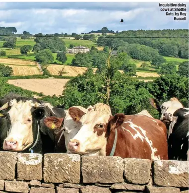  ?? by Roy Russell ?? Inquisitiv­e dairy cows at Shottle Gate,