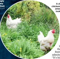  ??  ?? A chook shed with a few chickens is also an attractive amenity for home buyers looking for the good life.