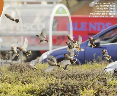  ??  ?? When they arrive in the UK, waxwings head straight for berryprodu­cing trees and shrubs that can be found in supermarke­t car parks.