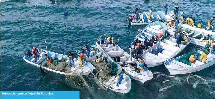  ?? ?? Denuncian pesca ilegal de Totoaba.