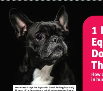  ?? ?? New research says this 6-year-old French Bulldog is actually 59 years old in human years, not 42 as previously estimated.