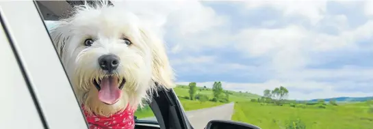  ?? Picture: iStock ?? WUFF RIDE It’s dangerous to let your dog stick its head out the window — don’t do it.