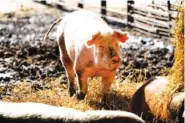  ?? AP PHOTO/CHARLIE NEIBERGALL ?? A hog walks in a holding pen on the Ron Mardesen farm near Elliott, Iowa.