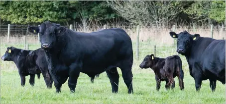  ?? Ref:RH16092202­4 ?? BLELACK EVER Creole is the current stock bull at the farm