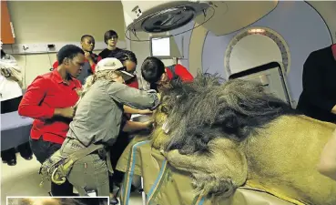  ?? Picture: Alon Skuy ?? Chaos, the lion from Lory Park Zoo in Midrand, undergoes his second round of radiation for skin cancer at the Mediclinic Muelmed in Pretoria on Wednesday.