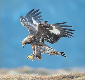  ?? ?? NEW HOME: A golden eagle from the Angus Glens has moved south.