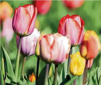  ?? ?? Vorsicht auch bei Tulpen: Selbst als Schnittblu­me in der Vase geben sie Giftstoffe ins Wasser ab.
