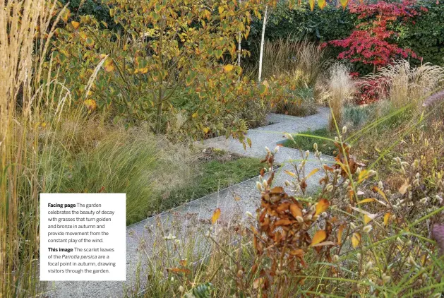  ??  ?? Facing page The garden celebrates the beauty of decay with grasses that turn golden and bronze in autumn and provide movement from the constant play of the wind. This image The scarlet leaves of the Parrotia persica are a focal point in autumn, drawing visitors through the garden.