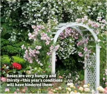  ??  ?? Roses are very hungry and thirsty – this year’s conditions will have hindered them