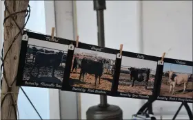  ?? JEFF RICE — JOURNAL-ADVOCATE ?? Photos of the heifers entered in the feeding contest are displayed for bidders to examine.