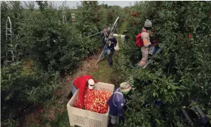  ?? JEFF TRIBE METROLAND FILE PHOTO ?? The inspection campaigns will include a focus on farms reliant on temporary foreign workers. Almost 1,600 farm labourers in Ontario have tested positive since the start of the pandemic.