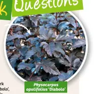  ??  ?? Physocarpu­s opulifoliu­s ‘Diabolo’