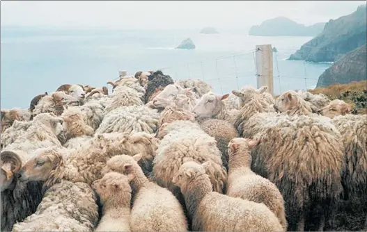  ??  ?? THE Campbell Island sheep penned before their transfer back to New Zealand in 1975.