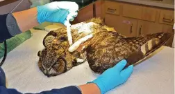  ?? PICTURE: PAWS ?? IN THERAPY: The great horned owl after surgery to help repair a broken wing.