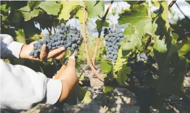  ??  ?? La vinícola Pozo de Luna es una de las principale­s bodegas.