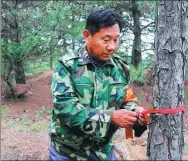 ?? WANG HONG / FOR CHINA DALIY ?? Zhong Sheng, a forest ranger, marks a tree on the Loess Plateau.