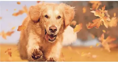  ?? FOTO: THINKSTOCK ?? Im Herbst sind jagdbegeis­terte Hunde besonders aktiv. Dann hauen die Vierbeiner gerne auch mal ab.