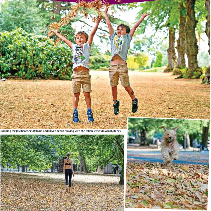  ?? ?? Jumping for joy: Brothers William and Oliver Beran playing with the fallen leaves in Ascot, Berks
Golden carpet: A fitness fan going for a walk in London’s leaf-littered Regent’s Park yesterday
Jack rustle? No, it’s cockapoo Nala having fun in South-West London