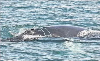  ??  ?? A whale calf was rescued from an entangleme­nt off of Brier Island on July 14.