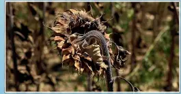  ?? ?? High temperatur­es in the UK have resulted in some crops withering and dying in the field. High heat could have a similarly destructiv­e impact on New Zealand crops.