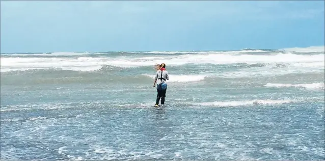  ?? PHOTO / SUPPLIED ?? A Horizons Regional Council staffer wades into the water at South Beach to take a sample.