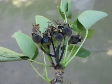  ?? JEANETTE ALOSI — CONTRIBUTE­D ?? Fire blight inhibits fruit developmen­t on a pear plant.