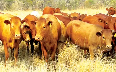  ??  ?? Tuli heifers, one of the indigenous breeds that will be on offer at the National Sale