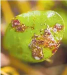  ?? Photo / Supplied ?? A free app has been developed to make it easy for citizen biosecurit­y volunteers to identify susceptibl­e plants and keep an eye out for the fungal disease myrtle rust.