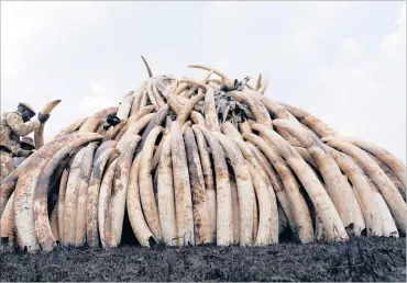  ?? FILE PHOTO: REUTERS ?? A Kenya Wildlife Service ranger stacks elephant tusks, part of an estimated 105 tons of confiscate­d ivory to be set ablaze, on a pyre at Nairobi National Park in April. Kenya has strongly opposed any reopening of the ivory trade.