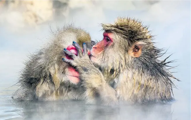  ??  ?? Nicht nur Menschen zieht es in der kalten Jahreszeit in warme Gewässer: Auf der japanische­n Halbinsel Shimokita kuscheln sich Japanmakak­en in Thermalque­llen zusammen. Doch auch Sonnenbade­n ist unter den Primaten sehr beliebt – möglicherw­eise kann es dazu beitragen, ihren psychosozi­alen Stress zu reduzieren.