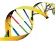  ?? Foto: dpa ?? Eine Animation zeigt die Doppelheli­x der menschlich­en DNA.