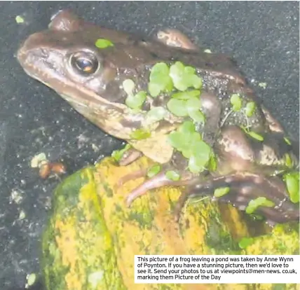  ??  ?? This picture of a frog leaving a pond was taken by Anne Wynn of Poynton. If you have a stunning picture, then we’d love to see it. Send your photos to us at viewpoints@men-news. co.uk, marking them Picture of the Day