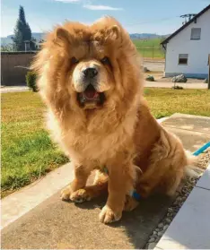  ?? Foto: Romy Dornhauer ?? Sieht Chow-Chow-Hündin Tinkerbell von Romy Dornhauer mit ihrer fluffig-fliegenden Mähne nicht aus wie ein richtiger Löwe?